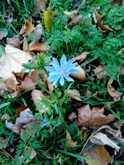 Cichorium intybus