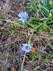 Cichorium intybus