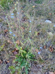 Cichorium intybus
