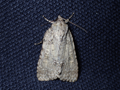 Acronicta modica
