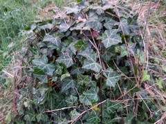 Hedera helix