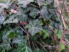 Hedera helix