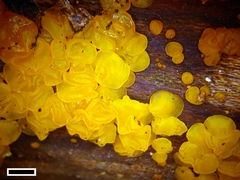 Dacrymyces lacrymalis