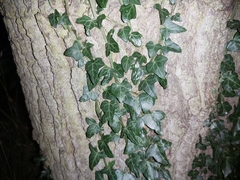 Hedera helix