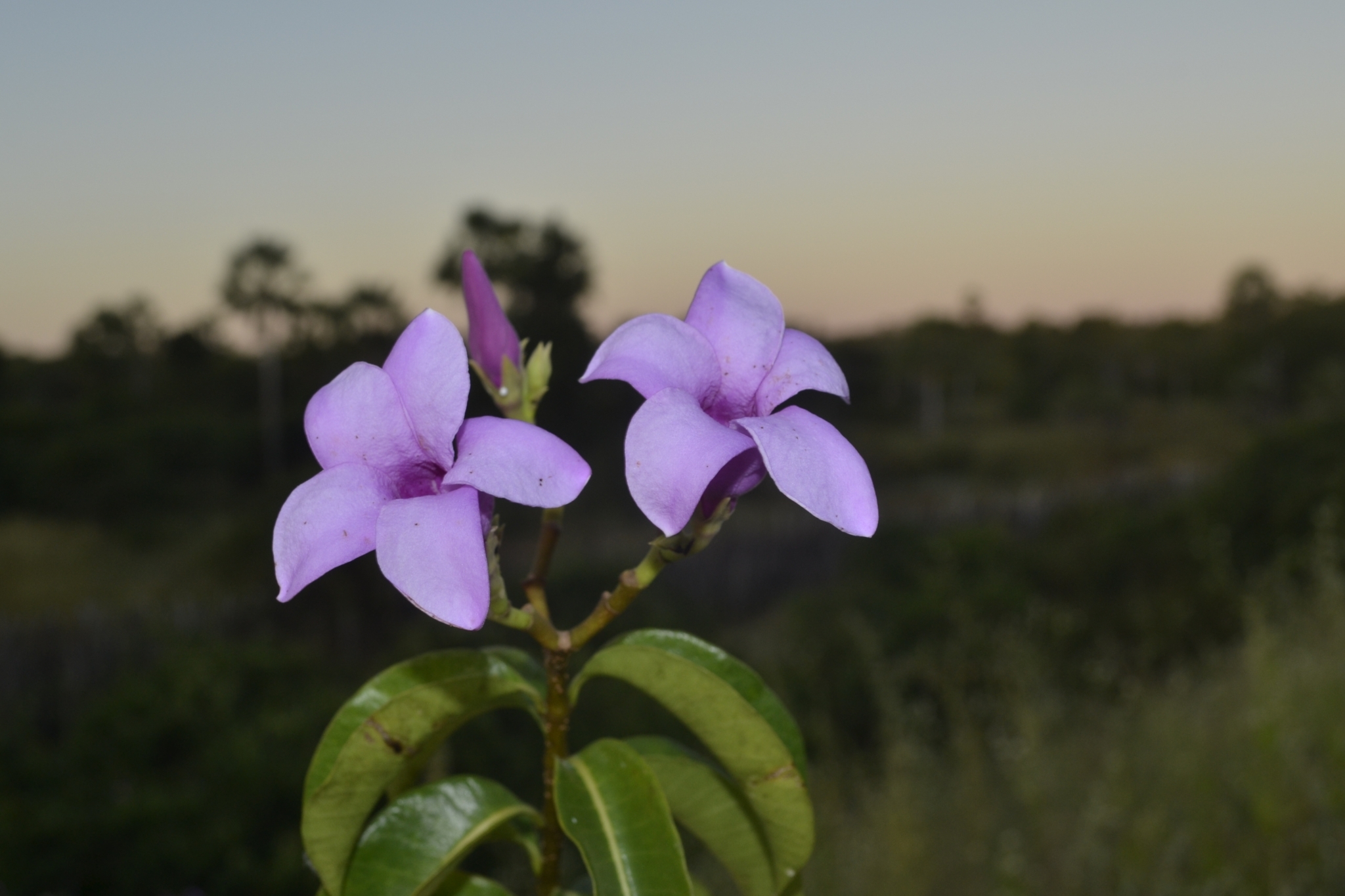 Cryptostegia madagascariensis