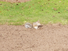 Sciurus carolinensis