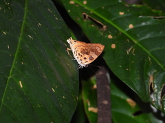 Bindahara phocides