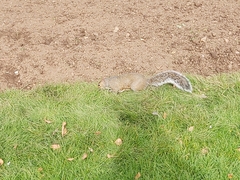 Sciurus carolinensis