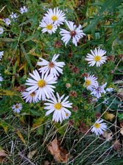 Symphyotrichum novi-belgii