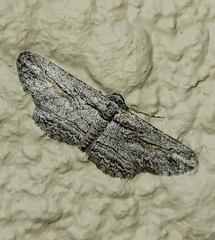 Iridopsis obliquaria