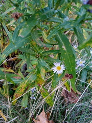 Symphyotrichum novi-belgii