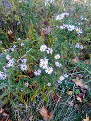 Symphyotrichum novi-belgii
