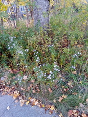 Symphyotrichum novi-belgii