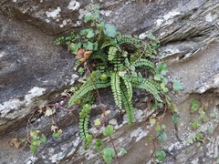 Asplenium trichomanes