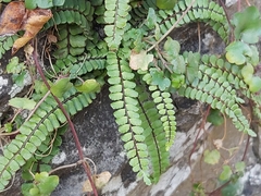 Asplenium trichomanes