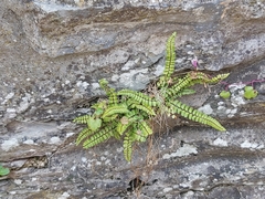 Asplenium trichomanes