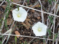 Calystegia occidentalis