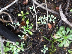 Iberodes kuzinskyana