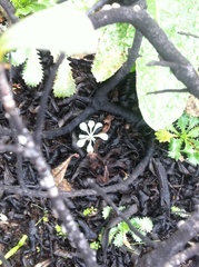 Iberodes kuzinskyana