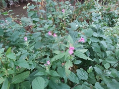 Impatiens glandulifera