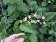 Clematis vitalba
