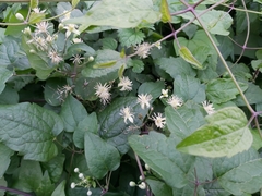 Clematis vitalba