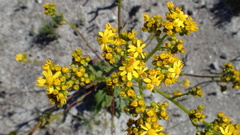 Senecio variifolius
