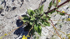 Senecio variifolius