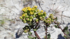 Senecio variifolius