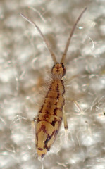 Entomobrya katzi