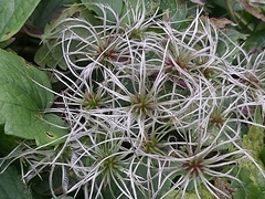 Clematis vitalba