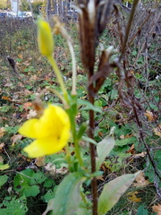 Oenothera