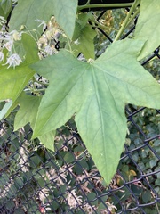 Echinocystis lobata