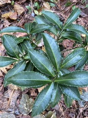 Ardisia crenata