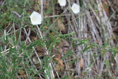 Calystegia occidentalis