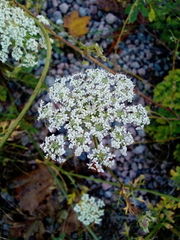 Daucus carota