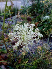 Daucus carota