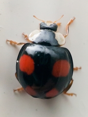 Harmonia axyridis