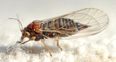 Cacopsylla curta