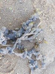 Fucus vesiculosus