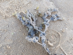 Fucus vesiculosus