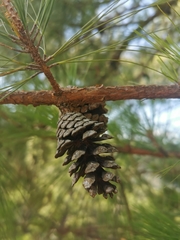 Pinus jaliscana