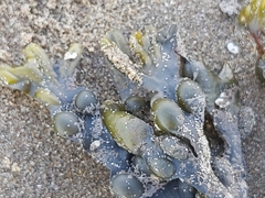 Fucus vesiculosus