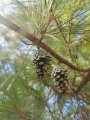 Pinus jaliscana