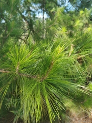 Pinus jaliscana