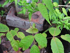 Alydidae