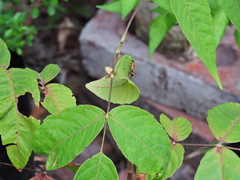 Alydidae