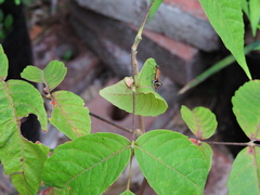 Alydidae