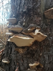 Fomitopsis ochracea