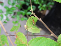 Alydidae